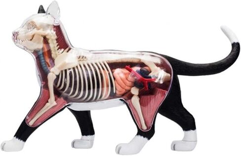 4D Vision Cat Anatomy Model, 28 Parts for Animal Teaching Demonstration Cat Model Anatomy Tool Animal Veterinary Training for Animal Teaching Demonstration in Kuwait