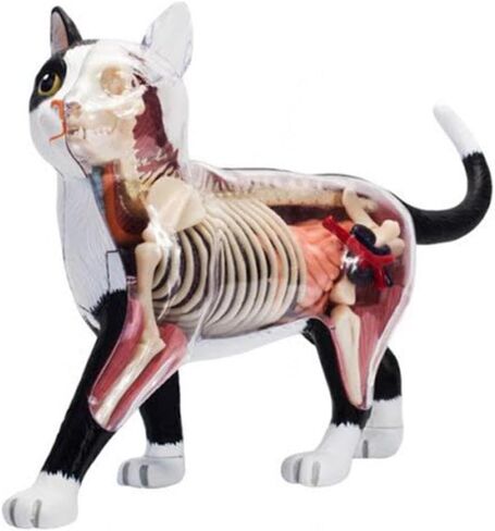 4D Vision Cat Anatomy Model, 28 Parts for Animal Teaching Demonstration Cat Model Anatomy Tool Animal Veterinary Training for Animal Teaching Demonstration in Kuwait