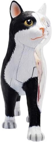 4D Vision Cat Anatomy Model, 28 Parts for Animal Teaching Demonstration Cat Model Anatomy Tool Animal Veterinary Training for Animal Teaching Demonstration in Kuwait