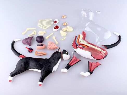4D Vision Cat Anatomy Model, 28 Parts for Animal Teaching Demonstration Cat Model Anatomy Tool Animal Veterinary Training for Animal Teaching Demonstration in Kuwait