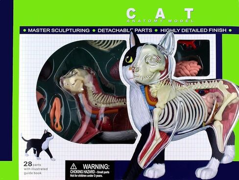 4D Vision Cat Anatomy Model, 28 Parts for Animal Teaching Demonstration Cat Model Anatomy Tool Animal Veterinary Training for Animal Teaching Demonstration in Kuwait