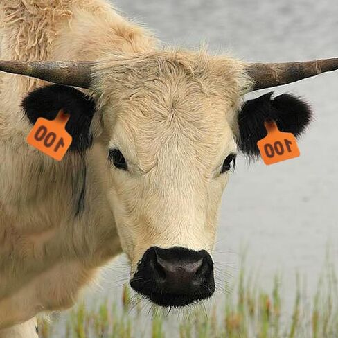 Livestock Identification Numbered Ear Tags 100 Pcs Multicolor Livestock Ear Tags Numbered 001-1000 60x75mm(Orange,101 200) in Saudi Arabia