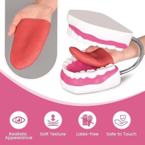 Ultrassist Mouth Model with Soft Silicone Tongue for Speech and Language Therapy, Oral Care Model for Teaching Kids to Brush Teeth, Metal Hinge in Saudi Arabia