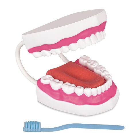 Ultrassist Mouth Model with Soft Silicone Tongue for Speech and Language Therapy, Oral Care Model for Teaching Kids to Brush Teeth, Metal Hinge in Kuwait