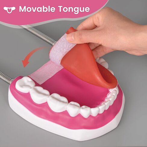 Ultrassist Mouth Model with Soft Silicone Tongue for Speech and Language Therapy, Oral Care Model for Teaching Kids to Brush Teeth, Metal Hinge in Saudi Arabia