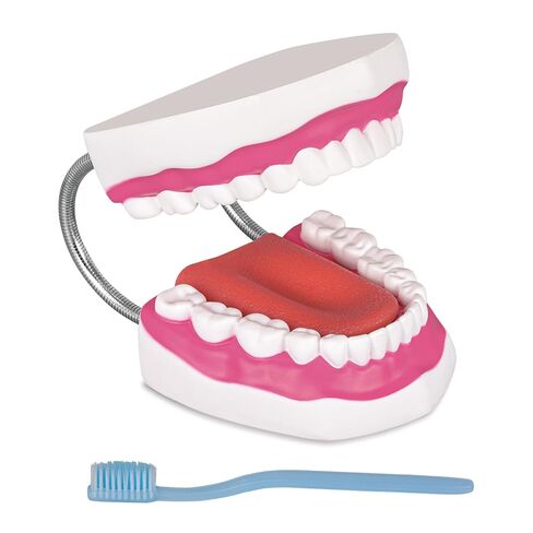 Ultrassist Mouth Model with Soft Silicone Tongue for Speech and Language Therapy, Oral Care Model for Teaching Kids to Brush Teeth, Metal Hinge in Saudi Arabia