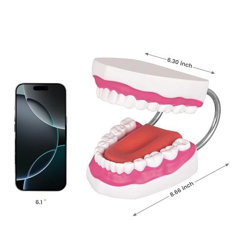 Ultrassist Mouth Model with Soft Silicone Tongue for Speech and Language Therapy, Oral Care Model for Teaching Kids to Brush Teeth, Metal Hinge in Saudi Arabia