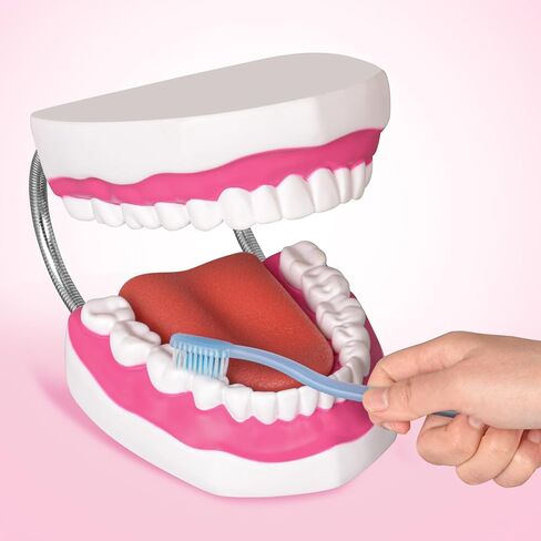 Ultrassist Mouth Model with Soft Silicone Tongue for Speech and Language Therapy, Oral Care Model for Teaching Kids to Brush Teeth, Metal Hinge in Saudi Arabia