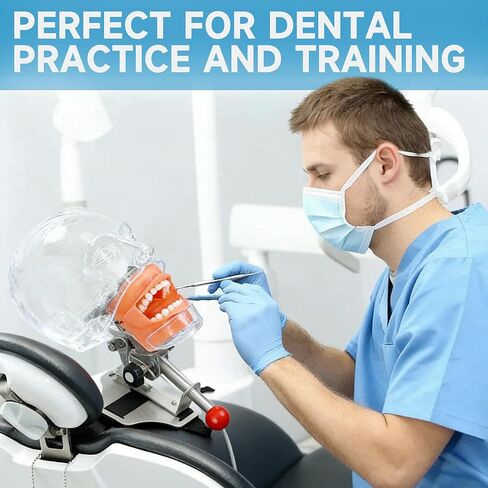 Dental Simulator Mannequin Transparent Head, Typodont Teeth Head Model Fixed on Dental Chair with Detachable Teeth, 180° Adjustable Rotation, Dental Clinic Education Practical Demonstration in Kuwait