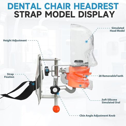Dental Simulator Mannequin Transparent Head, Typodont Teeth Head Model Fixed on Dental Chair with Detachable Teeth, 180° Adjustable Rotation, Dental Clinic Education Practical Demonstration in Kuwait