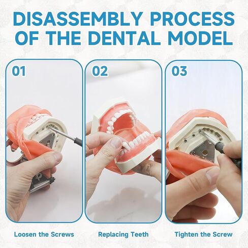 Dental Simulator Mannequin Transparent Head, Typodont Teeth Head Model Fixed on Dental Chair with Detachable Teeth, 180° Adjustable Rotation, Dental Clinic Education Practical Demonstration in Kuwait
