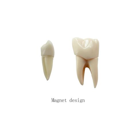Dental Model 4 Times Dental Implant Teeth Demo Model with Removable Crown and Bridge for Teaching and Studying in Kuwait