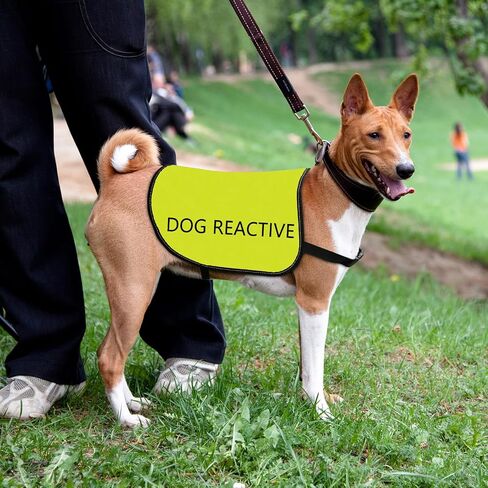 Reactive Dog Jacket Vest Dog Reactive Vest Dog Walking Slogan Warning Vest (Dog Reactive-Large) in Saudi Arabia