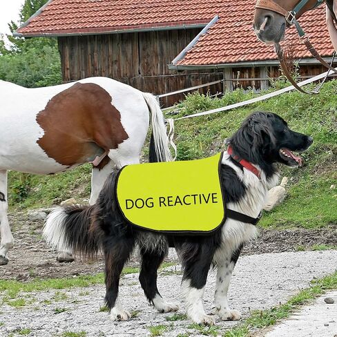 Reactive Dog Jacket Vest Dog Reactive Vest Dog Walking Slogan Warning Vest (Dog Reactive-Large) in Saudi Arabia