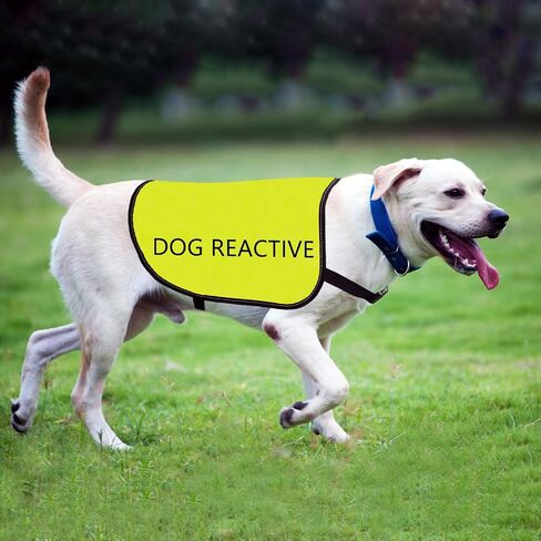 Reactive Dog Jacket Vest Dog Reactive Vest Dog Walking Slogan Warning Vest (Dog Reactive-Large) in Saudi Arabia