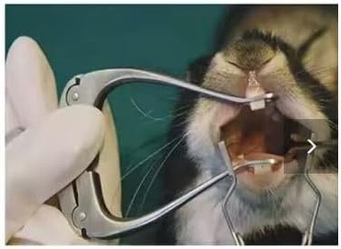 كمامة فم القوارض قابلة للتعديل من الفولاذ المقاوم للصدأ بفتحة طويلة 5 بوصات وفتحات خد القوارض 2 بوصة لفتحات فم الثدييات الصغيرة في طب الأسنان والتي تم تصميمها لتكون سهلة الاستخدام لجميع الأطباء البيطريين. in Kuwait