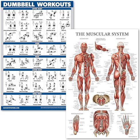 Palace Learning Dumbell Workouts and Muscular System Anatomy Poster Set - Laminated 2 Chart Set - Dumbbell Exercise Routine & Muscle Anatomy Diagram - 18" x 24" in Saudi Arabia
