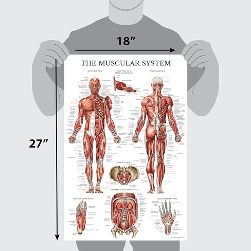 Palace Learning Dumbell Workouts and Muscular System Anatomy Poster Set - Laminated 2 Chart Set - Dumbbell Exercise Routine & Muscle Anatomy Diagram - 18" x 24" in Saudi Arabia