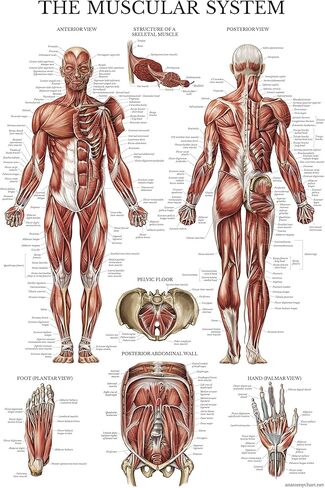Palace Learning Dumbell Workouts and Muscular System Anatomy Poster Set - Laminated 2 Chart Set - Dumbbell Exercise Routine & Muscle Anatomy Diagram - 18" x 24" in Saudi Arabia