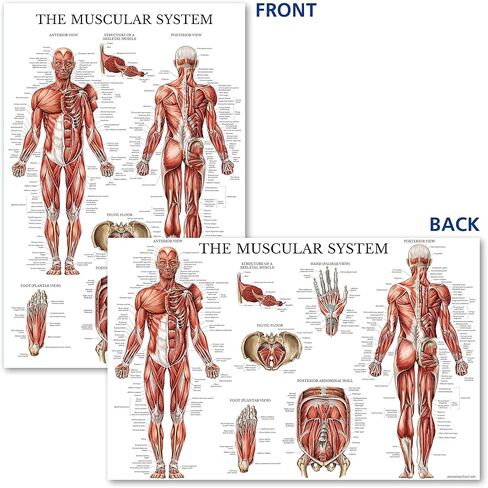 Palace Learning Dumbell Workouts and Muscular System Anatomy Poster Set - Laminated 2 Chart Set - Dumbbell Exercise Routine & Muscle Anatomy Diagram - 18" x 24" in Saudi Arabia