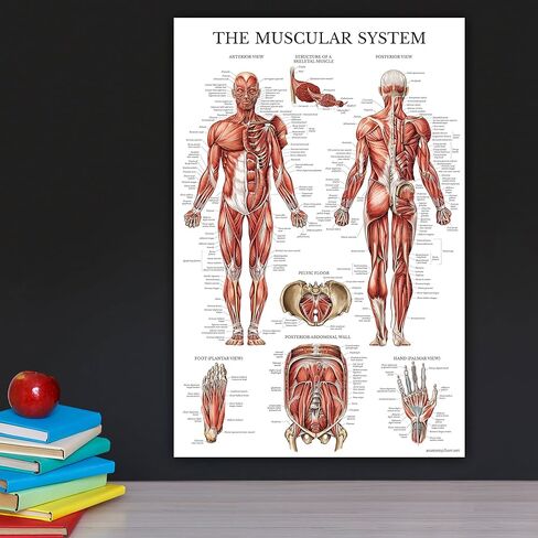 Palace Learning Dumbell Workouts and Muscular System Anatomy Poster Set - Laminated 2 Chart Set - Dumbbell Exercise Routine & Muscle Anatomy Diagram - 18" x 24" in Saudi Arabia