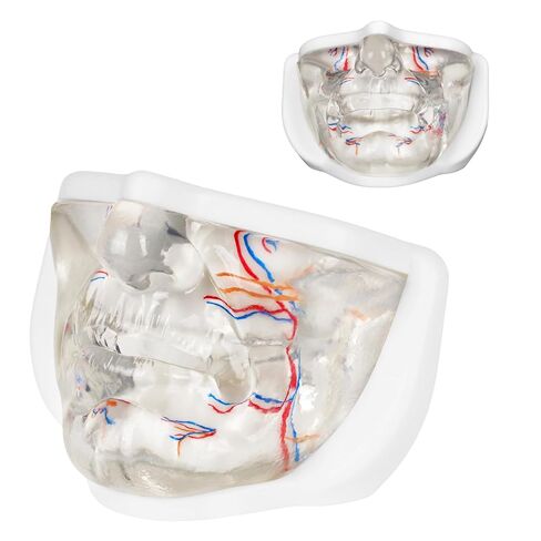 Injection Lower Face Training Model, Transparent Facial Injection Model with Simulated Blood Vessels, Injection Practice Kit for Teaching Medical Students Doctors, Estheticians in Kuwait