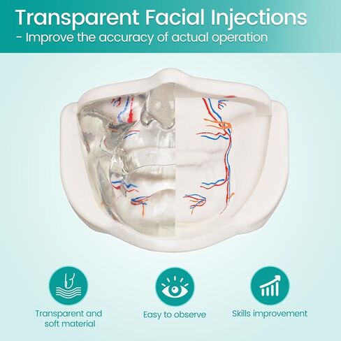 Injection Lower Face Training Model, Transparent Facial Injection Model with Simulated Blood Vessels, Injection Practice Kit for Teaching Medical Students Doctors, Estheticians in Kuwait