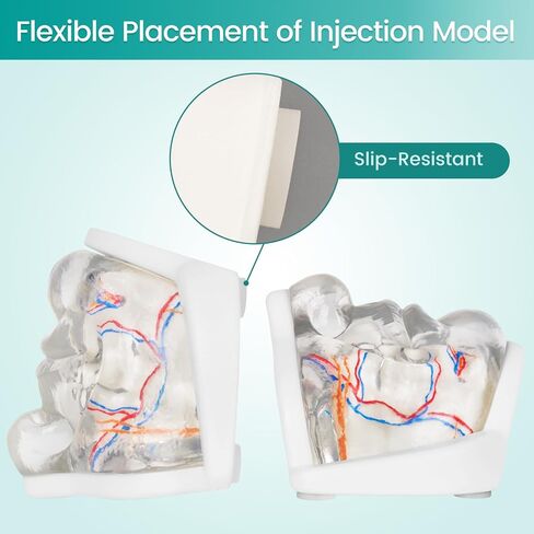 Injection Lower Face Training Model, Transparent Facial Injection Model with Simulated Blood Vessels, Injection Practice Kit for Teaching Medical Students Doctors, Estheticians in Kuwait