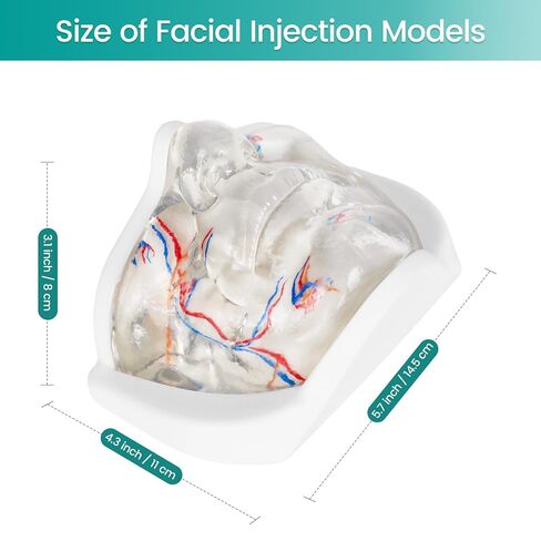 Injection Lower Face Training Model, Transparent Facial Injection Model with Simulated Blood Vessels, Injection Practice Kit for Teaching Medical Students Doctors, Estheticians in Kuwait
