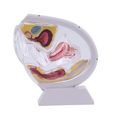Female Transparent Uterine Anatomy and Pelvic Rectal Teaching Model for Medical Education and Training(White) in Saudi Arabia
