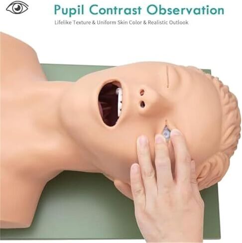 مدرب إدارة مجرى الهواء عن طريق الفم والأنف، محاكي القصبة الهوائية، نموذج تعليمي للقزم in Kuwait