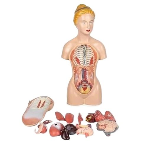 نموذج تشريح الأعضاء الداخلية البشرية لجذع أنثى لتدريس الطب in Saudi Arabia