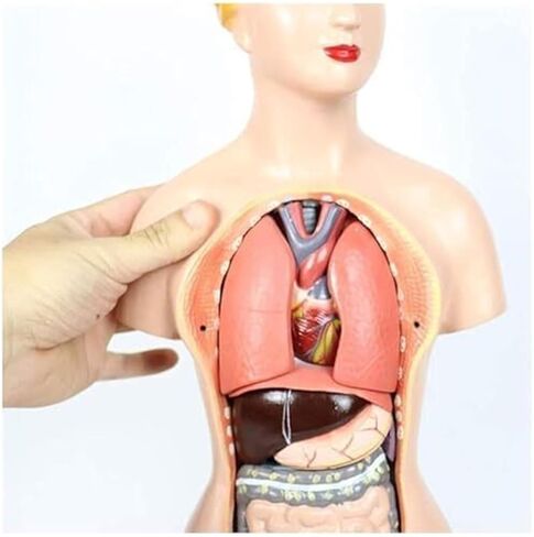 نموذج تشريح الأعضاء الداخلية البشرية لجذع أنثى لتدريس الطب in Saudi Arabia
