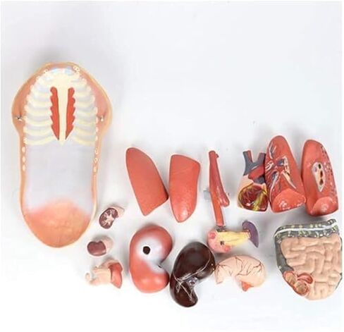 نموذج تشريح الأعضاء الداخلية البشرية لجذع أنثى لتدريس الطب in Saudi Arabia