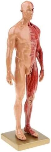 جسم الإنسان - نماذج التشريح الأنثوية والذكورية المناسبة للمناهج المدرسية(1) in Kuwait