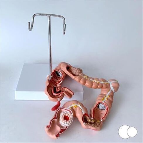 Human Colon Anatomical Model, Physiology Education Replica in Saudi Arabia