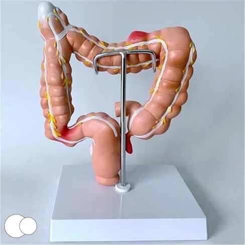 Human Colon Anatomical Model, Physiology Education Replica in Saudi Arabia