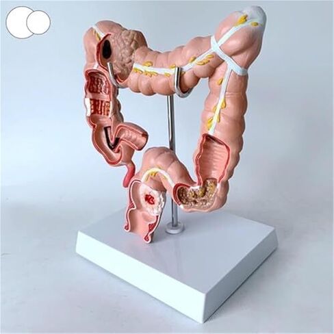 Human Colon Anatomical Model, Physiology Education Replica in Saudi Arabia