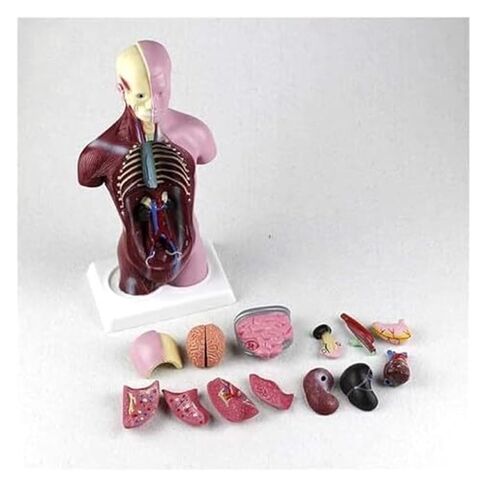 Auxiliary Model for Visceral and Trunk Human Anatomy Training in Kuwait