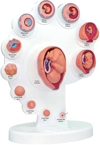 Growth Cycle, 4D, Organ Growth, Human Anatomy, Organ Development Process Model in Saudi Arabia