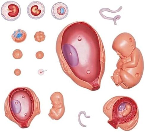Growth Cycle, 4D, Organ Growth, Human Anatomy, Organ Development Process Model in Saudi Arabia