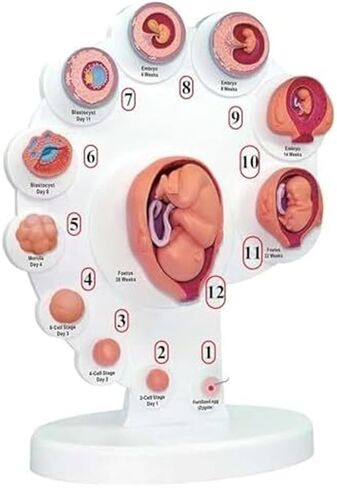 Growth Cycle, 4D, Organ Growth, Human Anatomy, Organ Development Process Model in Saudi Arabia