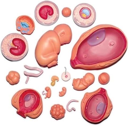 Growth Cycle, 4D, Organ Growth, Human Anatomy, Organ Development Process Model in Saudi Arabia