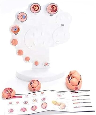 Growth Cycle, 4D, Organ Growth, Human Anatomy, Organ Development Process Model in Saudi Arabia