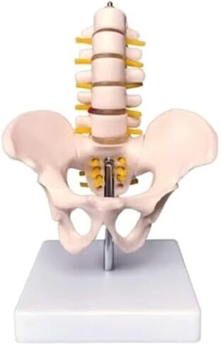 Anatomical Model of Human Pelvic and Hip Bones in Saudi Arabia