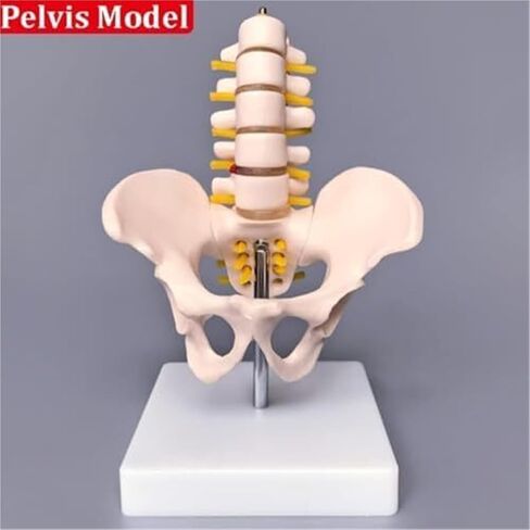Anatomical Model of Human Pelvic and Hip Bones in Saudi Arabia