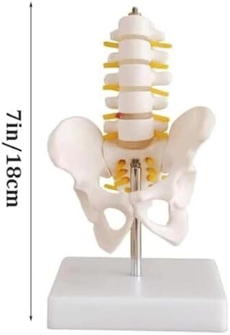 Anatomical Model of Human Pelvic and Hip Bones in Saudi Arabia