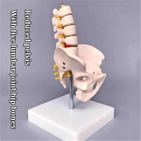 Anatomical Model of Human Pelvic and Hip Bones in Saudi Arabia