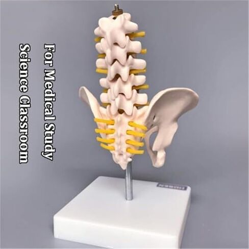 Anatomical Model of Human Pelvic and Hip Bones in Saudi Arabia
