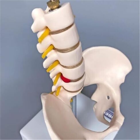 Anatomical Model of Human Pelvic and Hip Bones in Saudi Arabia